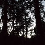 Suffolk Wood (part 9) – the hour before dawn with owls and nocturnal animals episode logo