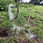 87 Sky landing – when the wind bends the trees episode logo