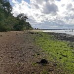 88 An afternoon at Wrabness (part 2) episode logo