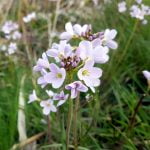 92 Up in the April hills of mid Wales episode logo