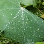 93 Rain garden after dark (sleep safe) episode logo