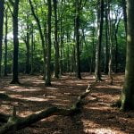 95 Suffolk Wood (part 10) – a voyage from dawn to day – spacious and subtle – best with headphones episode logo