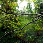 Rain in Abney Park episode logo