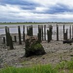 Low tide on the Thames Estuary at Benfleet creek (no loud noises and best with headphones) episode logo