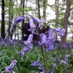 Murmurs of the Kerry Ridgeway (part 2) – what rush hour sounds like in the hills of mid-Wales episode logo