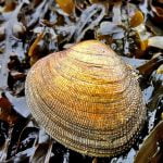 Wind on water under an equinoctial sky – on the Dengie peninsula Essex episode logo