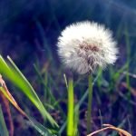 Daydream 2 – lazy summer days episode logo