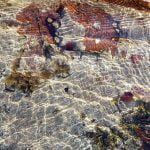 Daydream 4 – water rain wind episode logo