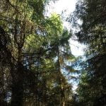 Cathedral of trees – the Forest of Dean (part 1) episode logo