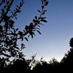 Suffolk Wood part 5 – the hour to 1am (sleep safe) episode logo