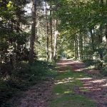 Suffolk Wood (part 1) – 8.30pm episode logo