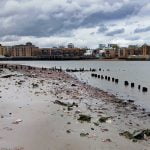 Gulls at low tide along the River Thames episode logo