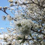 Murmurs of the Kerry Ridgeway episode logo