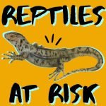 Kid News This Week: Reptiles at risk, rocket catch-and-carry, lunar art, longest glass-bottom bridge episode logo