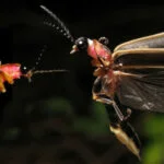 The Code of the Flashing Firefly with Sara Lewis episode logo