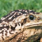 The Tale Of The Giant Toad with Sheril Kirshenbaum episode logo