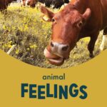 Animal Feelings episode logo