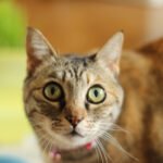 The Meow of the Misunderstood Cat with Brains On episode logo