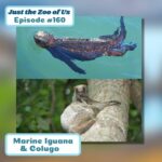 160: Marine Iguana & Colugo episode logo
