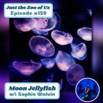 159: Moon Jellyfish w/ Sophie Wolvin! episode logo