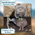 158: Pallas&apos;s Cat & Kiwi episode logo