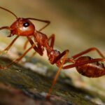 The Tale of How Ants Conquered the Earth with Corrie Moreau episode logo