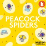 Peacock Spiders episode logo