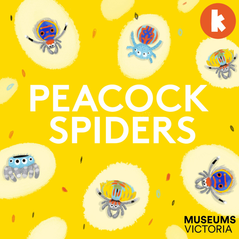 Peacock Spiders from The Fact Detectives | Children's Podcast