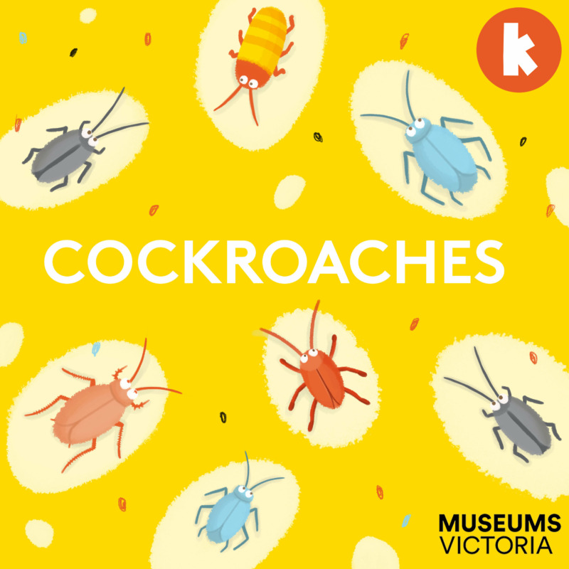 Cockroaches from The Fact Detectives | Children's Podcast