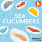 Sea Cucumbers episode logo
