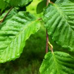 135 A natural sound report from the Forest of Dean episode logo