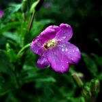 137 Night rains amongst moorland trees (sleep safe) episode logo