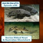 166: Iberian Ribbed Newt & Australian Ghostshark episode logo