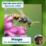 165: Wasps w/ Johanna Schwartz! episode logo
