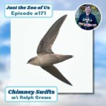 171: Chimney Swifts w/ Ralph Crewe! episode logo