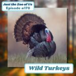170: Wild Turkeys episode logo