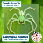 167: Huntsman Spiders w/ Caitlin Henderson! episode logo