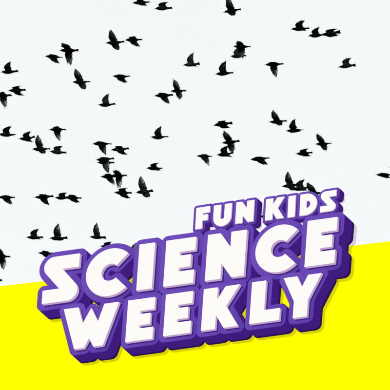 Why do sea birds fly TOWARDS a storm?! from Fun Kids Science Weekly