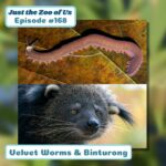 168: Velvet Worms & Binturong episode logo