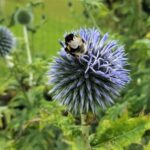 144 Garden beside meadow in the Derbyshire hills episode logo