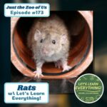 173: Rats w/ Let&apos;s Learn Everything! episode logo