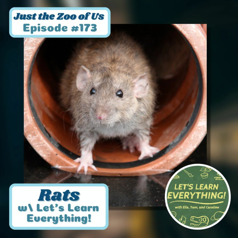 173: Rats W  Let's Learn Everything! From Just The Zoo Of Us 