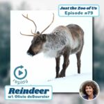 79: Reindeer w/ Olivia deBourcier! (REPLAY) episode logo