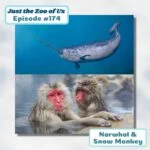 174: Narwhal & Snow Monkey episode logo