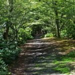 56 The whispering trees of Bayford Wood episode logo