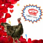 Turkey Love (1/30/23) episode logo