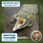 177: American Crocodile w/ Alec Baines! episode logo
