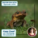 175: Cane Toad w/ Bethany Brookshire! episode logo