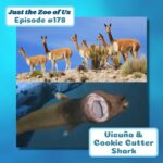 178: Vicuña & Cookie Cutter Shark episode logo