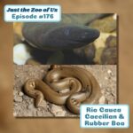 180: Japanese Rhinoceros Beetle & Indian Muntjac episode logo